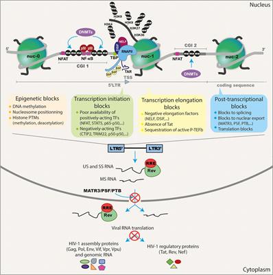 Frontiers | Current Status of Latency Reversing Agents Facing the ...